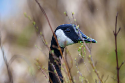 Close-up of a bird