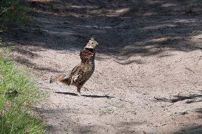 A ruffed grouse on a gravel road