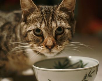 Close-up portrait of cat feeding from bowl