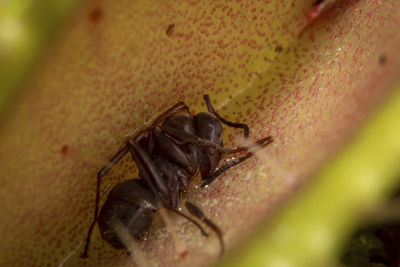 High angle view of ant on leaf