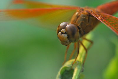 Close-up of insect on plant