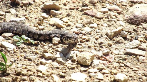 High angle view of lizard on rock