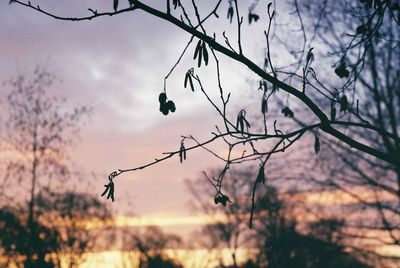 Low angle view of bare trees against sky