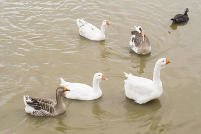 High angle view of swans swimming in lake