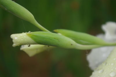 Close-up of fresh green plant