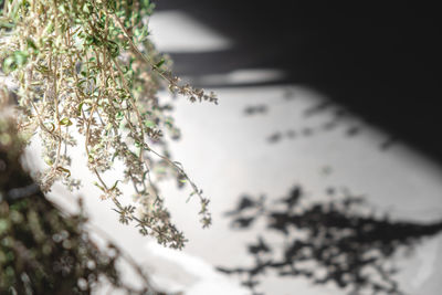 Bunches of fresh thyme tied with a rope and hung to dry. herbal tea blank