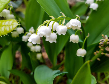 Close-up of white flowers