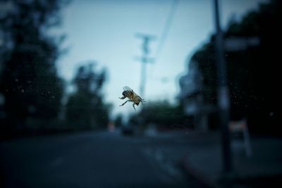 Close-up of honey bee on glass