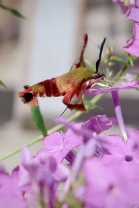 Close-up of bee pollinating on pink flower