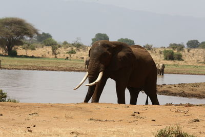 Elephant on landscape against sky