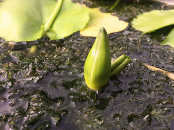 High angle view of fresh green leaf in water