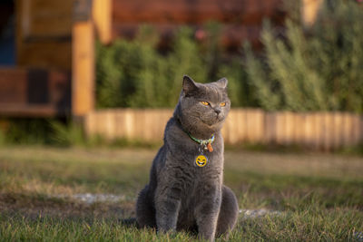 Cat sitting on field