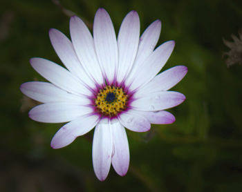 Close-up of water lily blooming outdoors