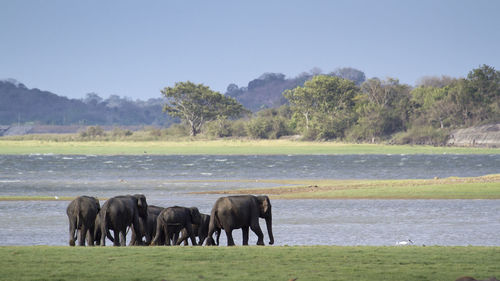 Horses in a field