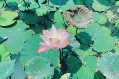 Close-up of pink lotus water lily in pond