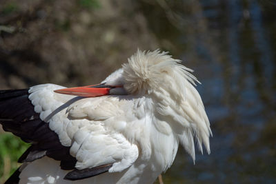 Close-up of a bird