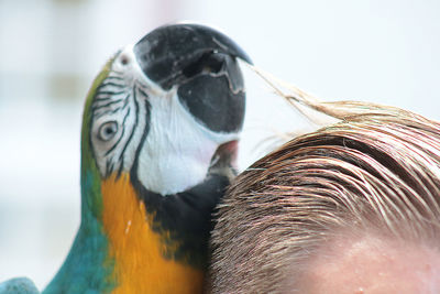 Close-up of parrot