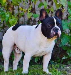 Portrait of dog standing on field