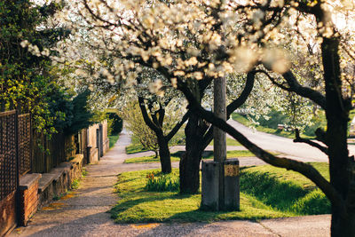 Fresh flowers on tree against sky