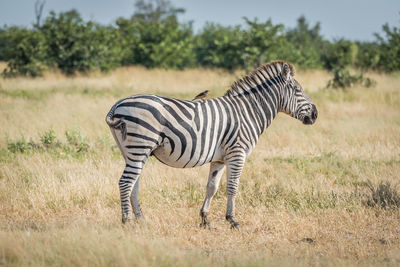 Zebra standing on field during sunny day