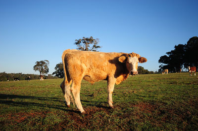 Side view of bull standing on field against clear sky