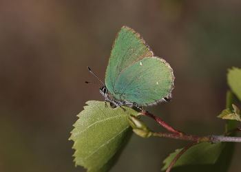 Close-up of butterfly on leaf