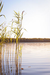 Scenic view of lake against clear sky