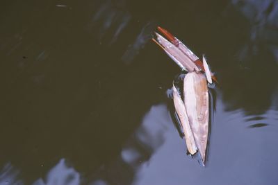 Close-up of fish swimming in lake