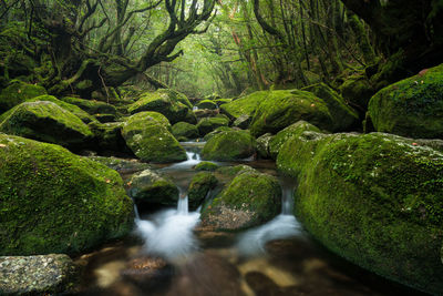 Scenic view of waterfall in forest