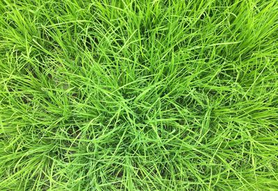 Full frame shot of green grass