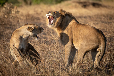 Lions bellow at each other after mating