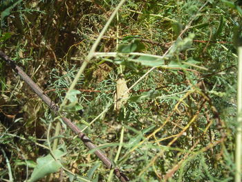 Close-up of grass growing on tree