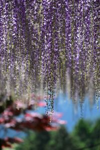 Close-up of purple flowering plant