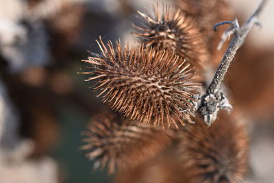 Close-up of dried plant