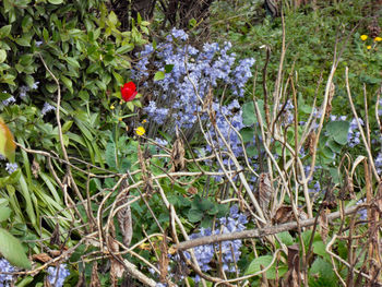 Close-up of flowers