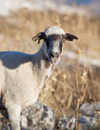 Close-up of an animal on field