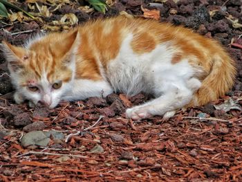 View of a cat resting on field