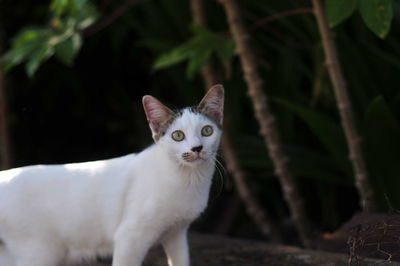 Portrait of white cat on plant