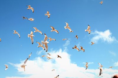 Low angle view of seagulls flying in sky