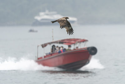 Seagull flying over sea