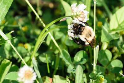 Close-up of bee on flower