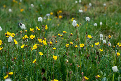 Close-up of yellow flowering plants on field