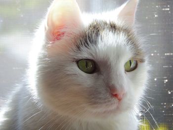 Close-up portrait of cat