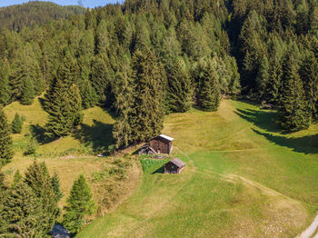 High angle view of pine trees on field