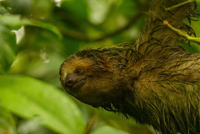 Close-up of bird