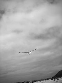 Low angle view of seagulls flying in sky