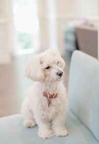 Portrait of white dog at home