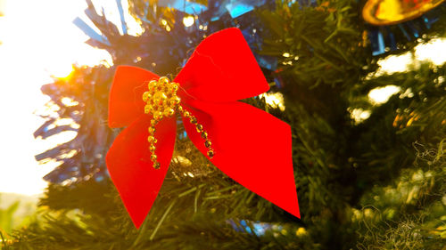 Low angle view of christmas tree