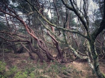 View of trees in forest