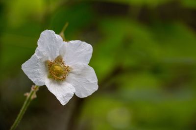 Close-up of white flowering plant